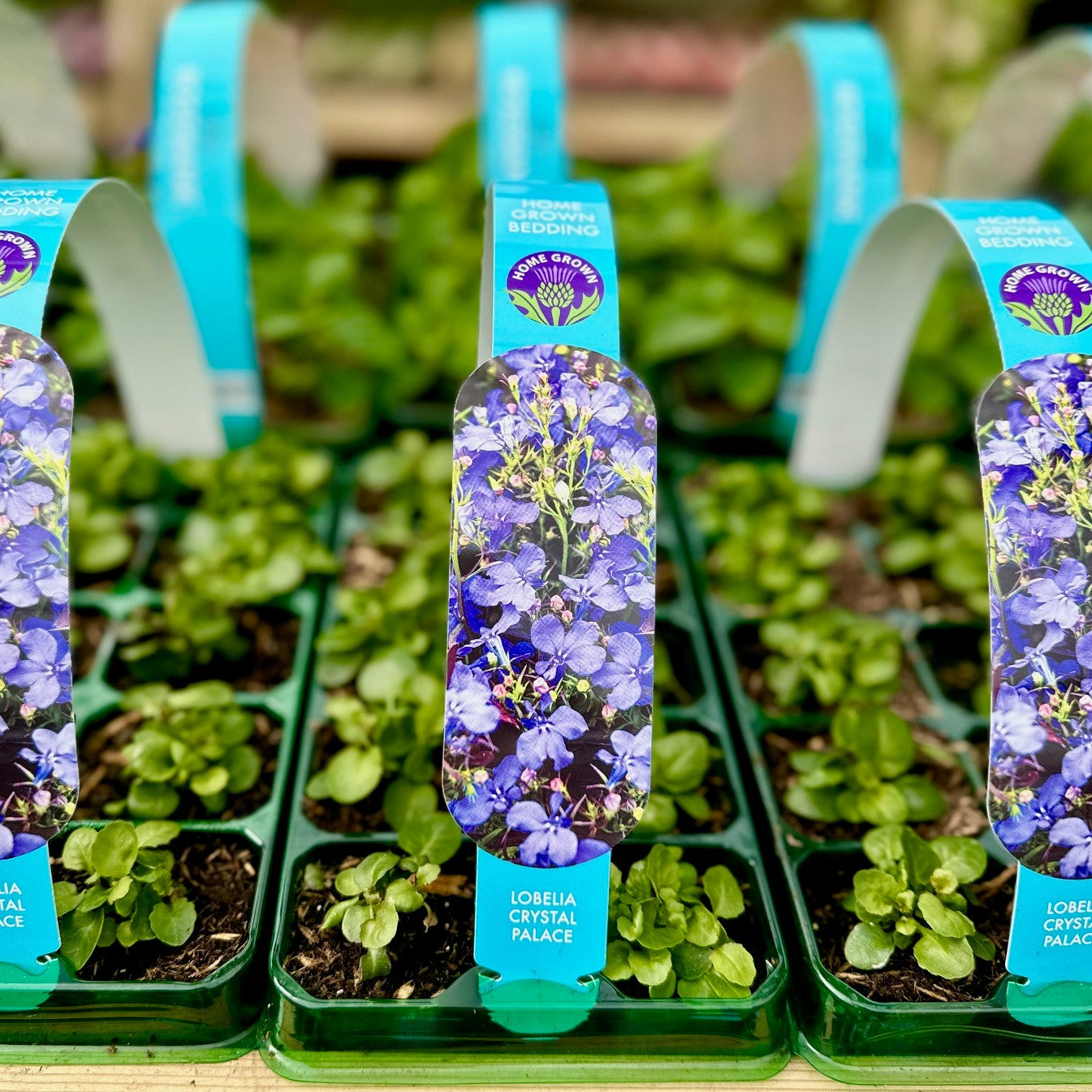 Lobelia Crystal Palace Carry Pack