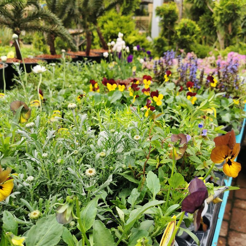ALPINES PLANT BUNDLE 1L