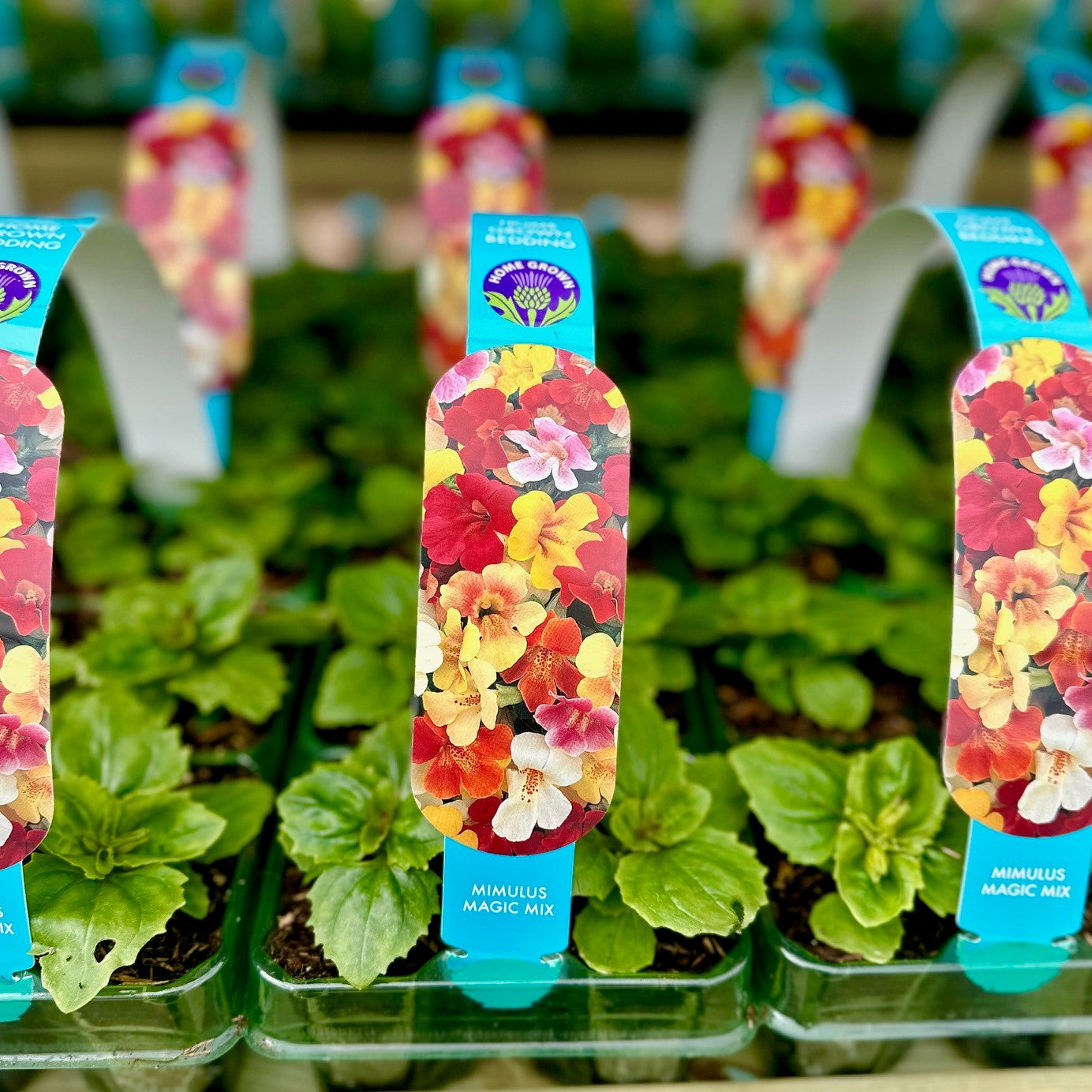 Mimulus Mix 6 Pack