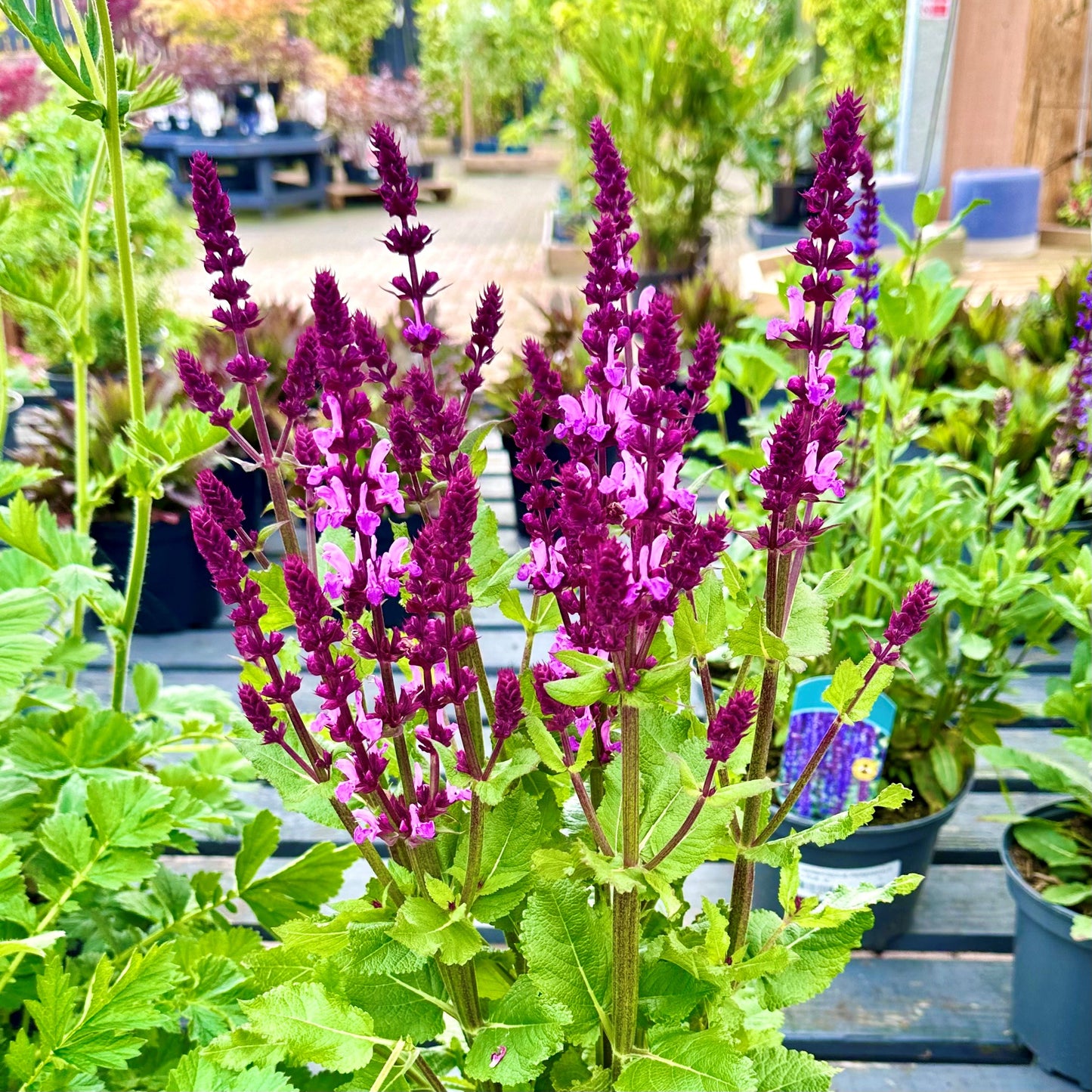 Homegrown Herbaceous Perennials Bundle