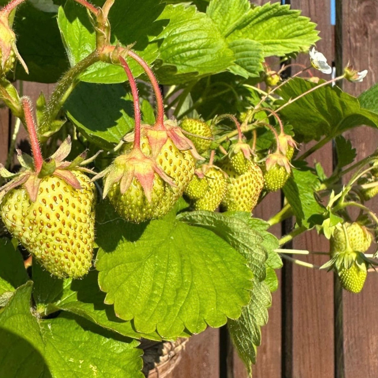 6 PACK STRAWBERRIES