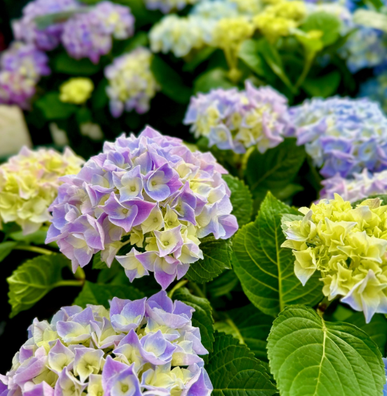 HYDRANGEA 5L
