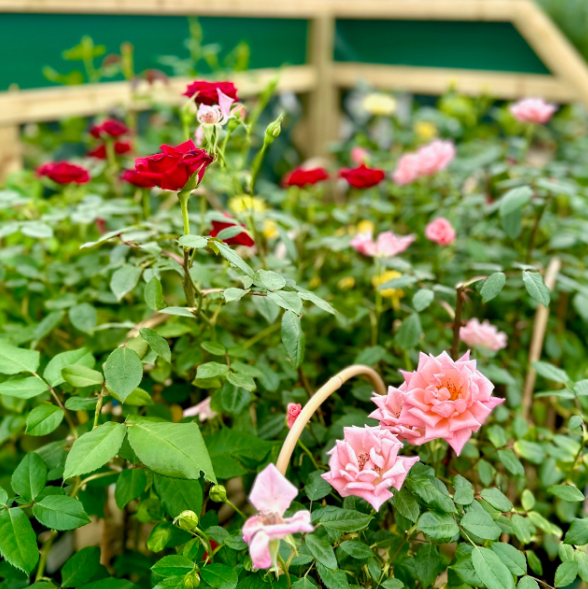 Rose plant