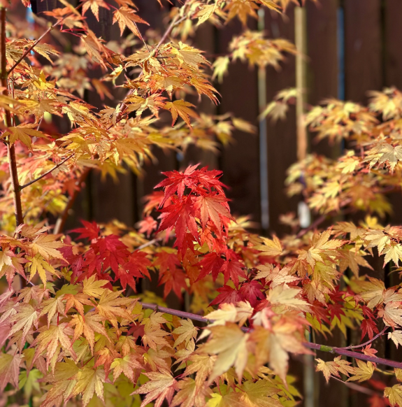 Acer 3L