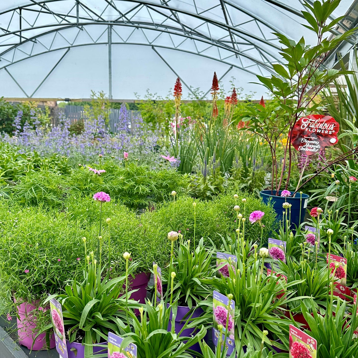 Homegrown Herbaceous Perennials Bundle