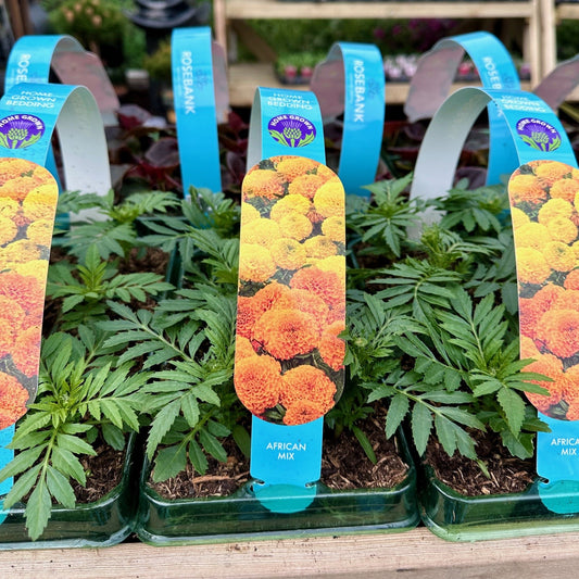 African Marigolds Mix Carry pack