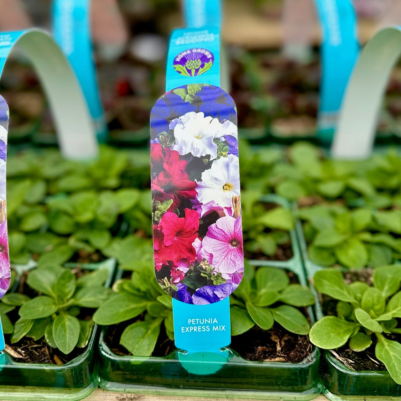 Petunia Express Carry Mix