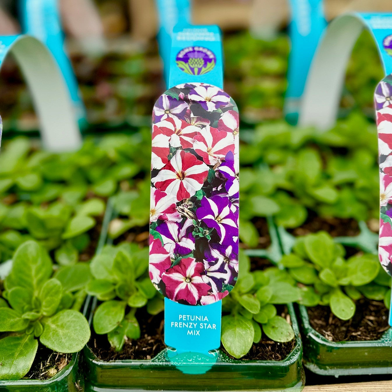 Petunia Frenzy Mix Carry Pack