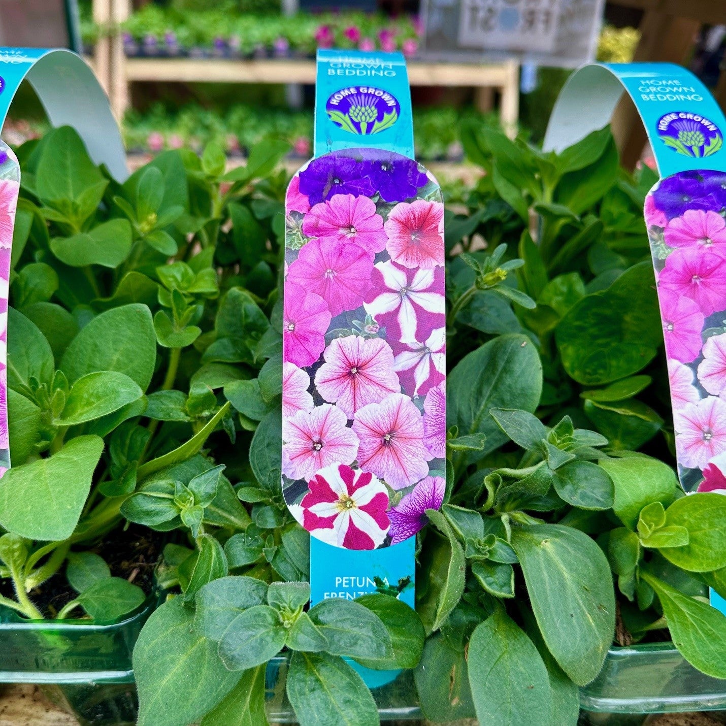 Petunia Frenzy Star Mix 6 Pack