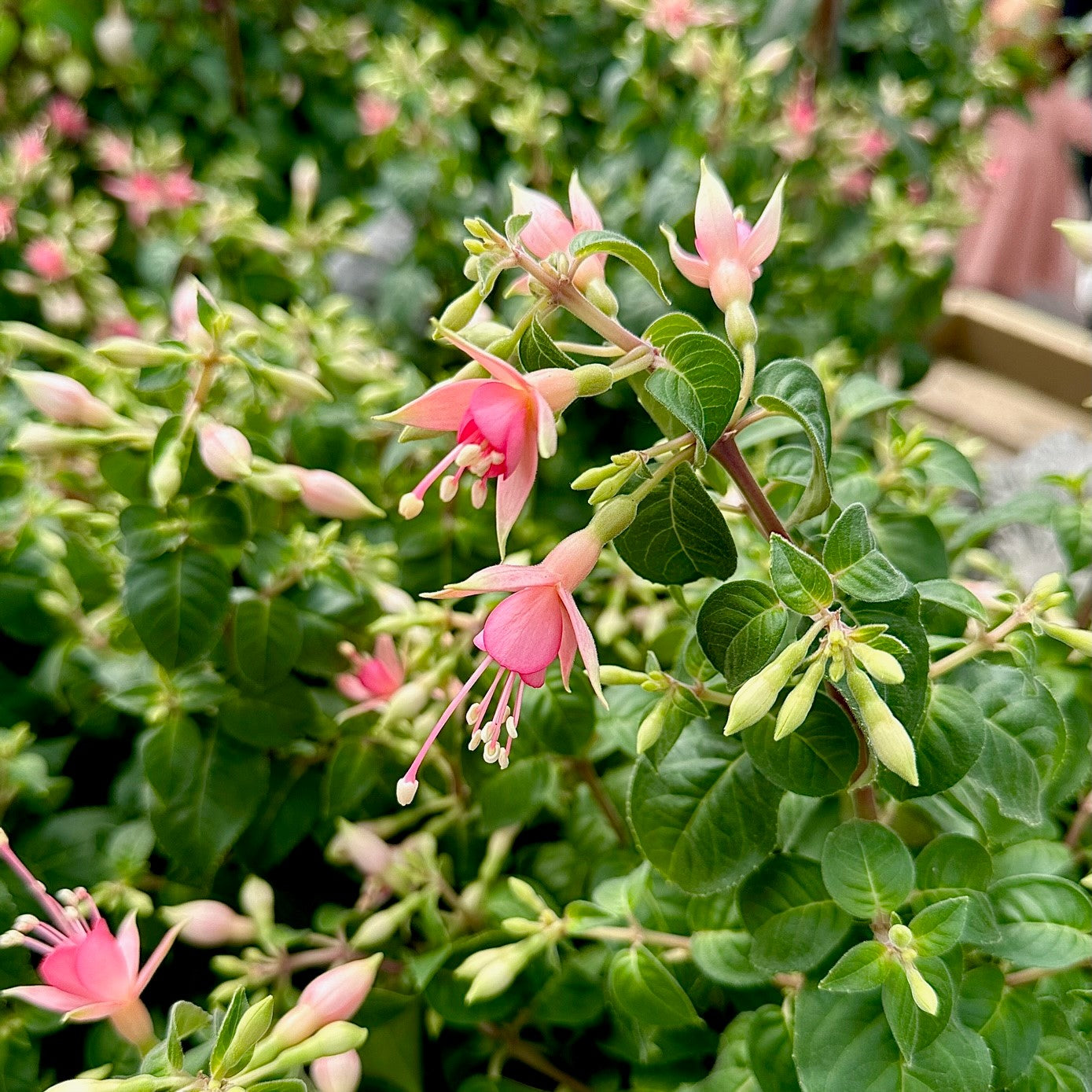 13cm begonia & Fuchsia bundle