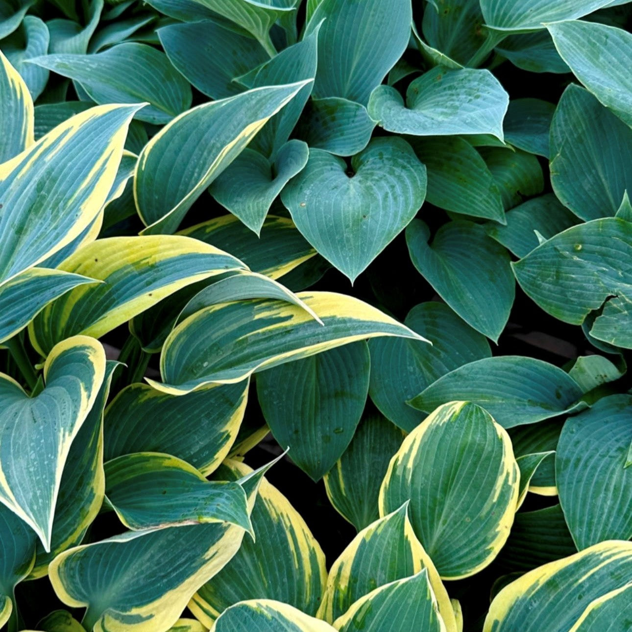 HOSTA
