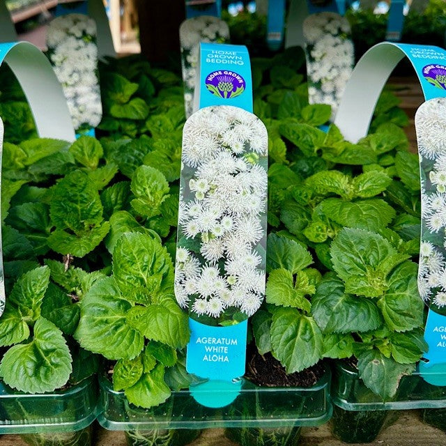 Ageratum White Aloha Carry Pack