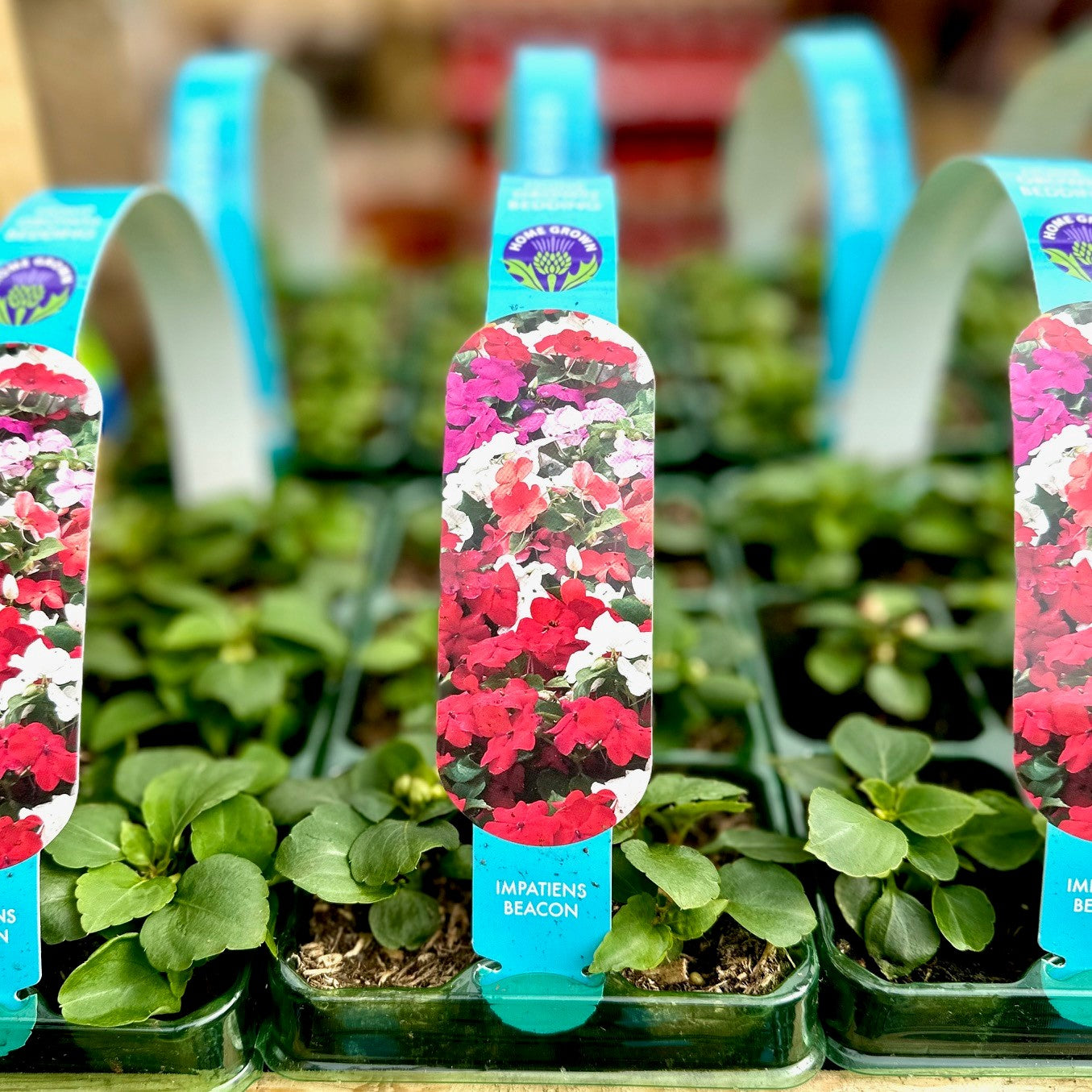 Impatiens Mix Pack