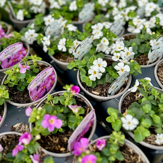 Basket Plant Bundle