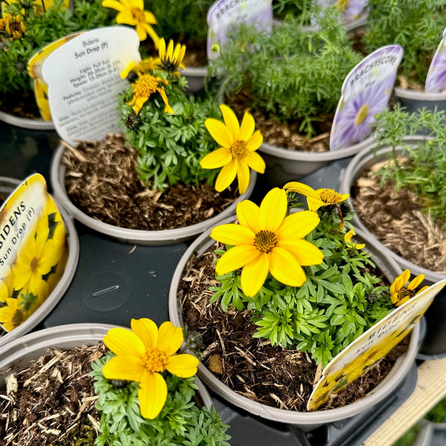Basket Plant Bundle