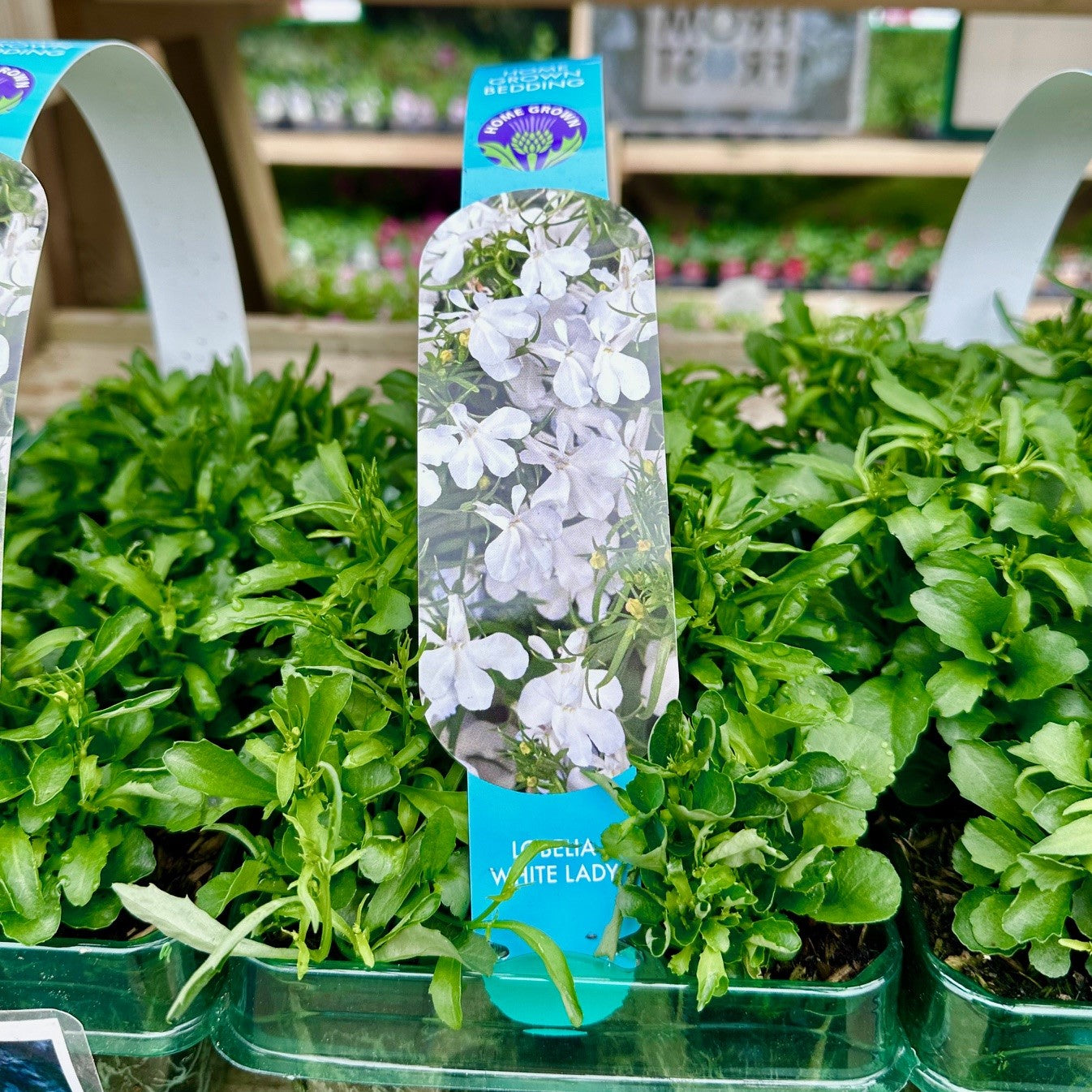 Lobelia White Lady 6 Pack