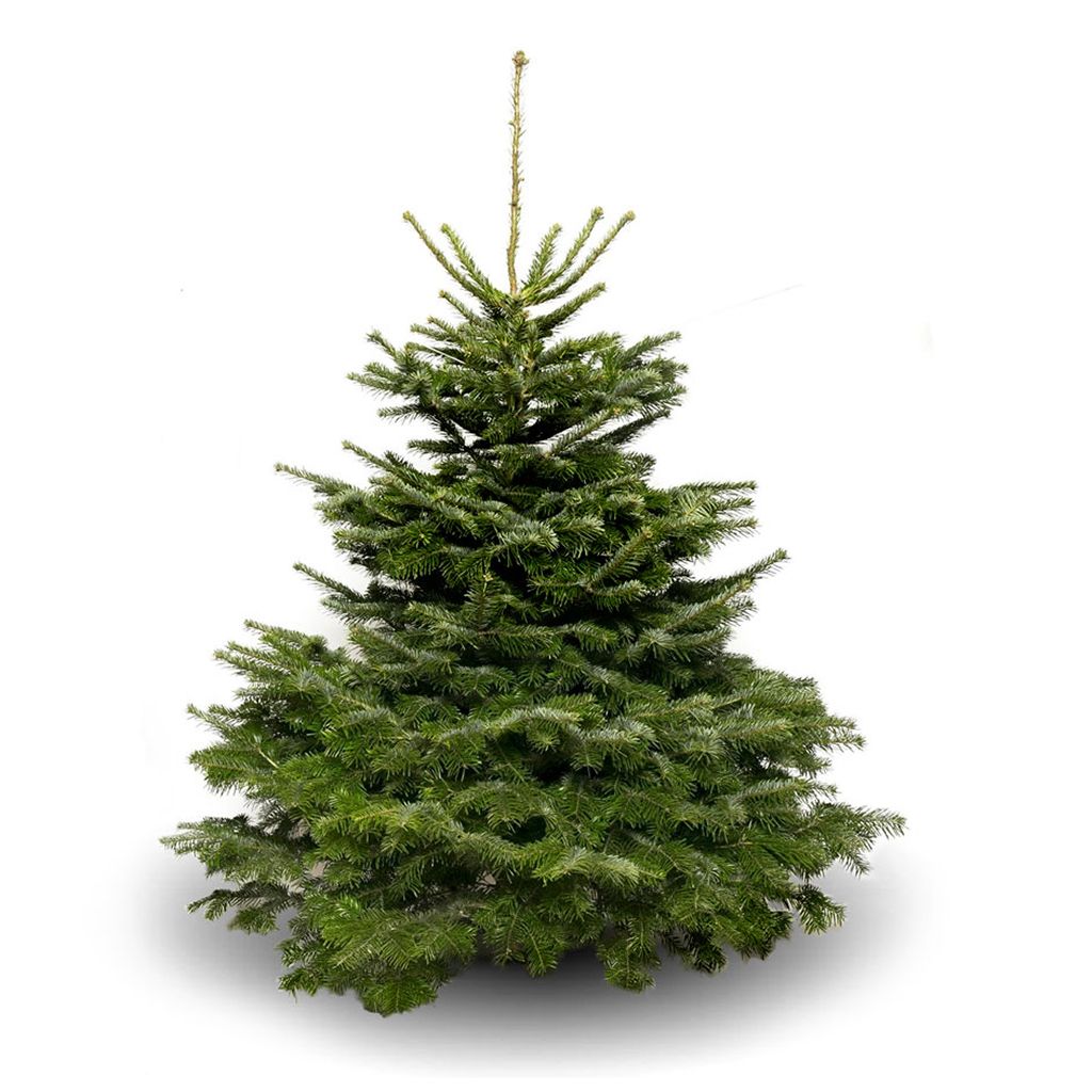 Nordmann Fir 8ft