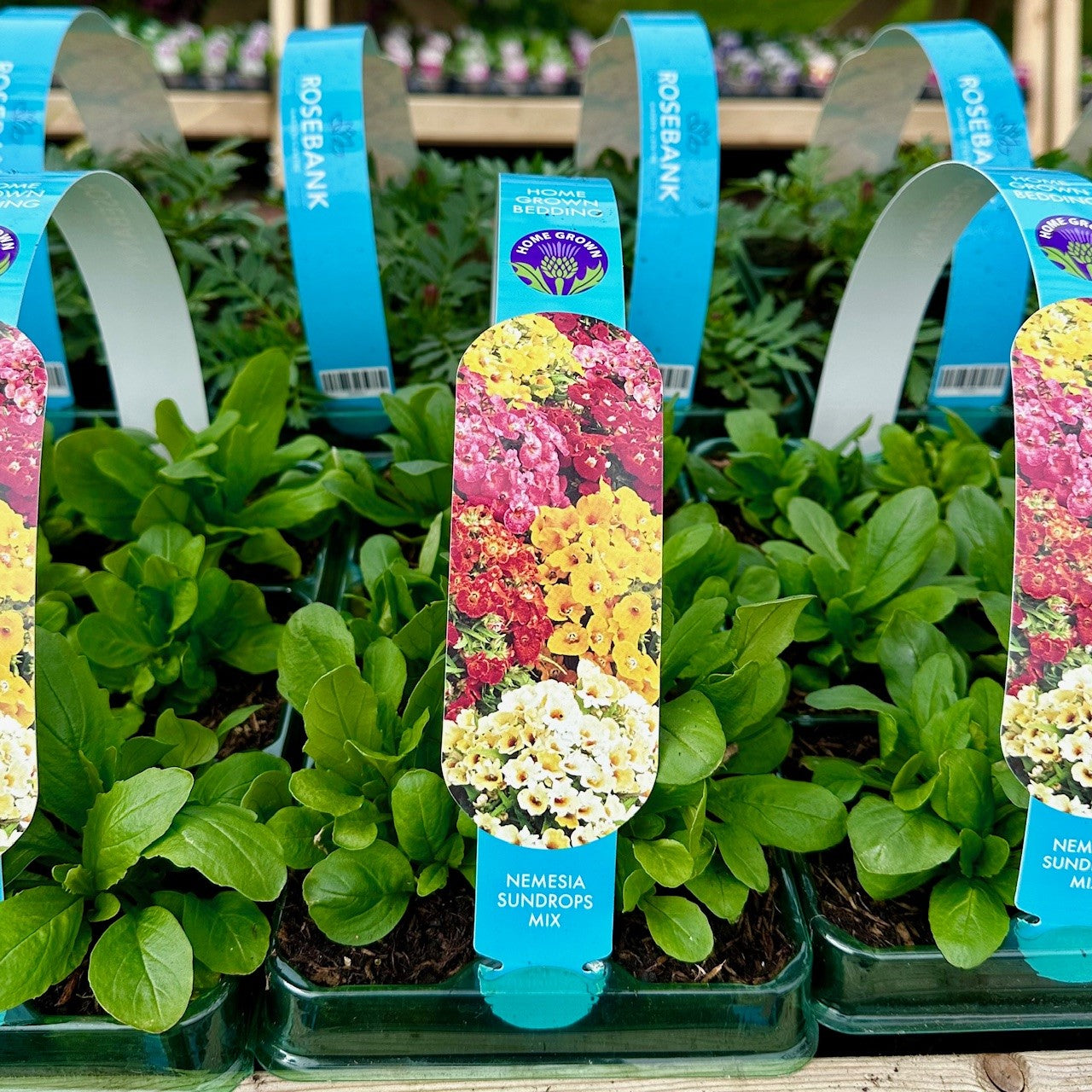Nemesia Sundrop Mix Carry Pack
