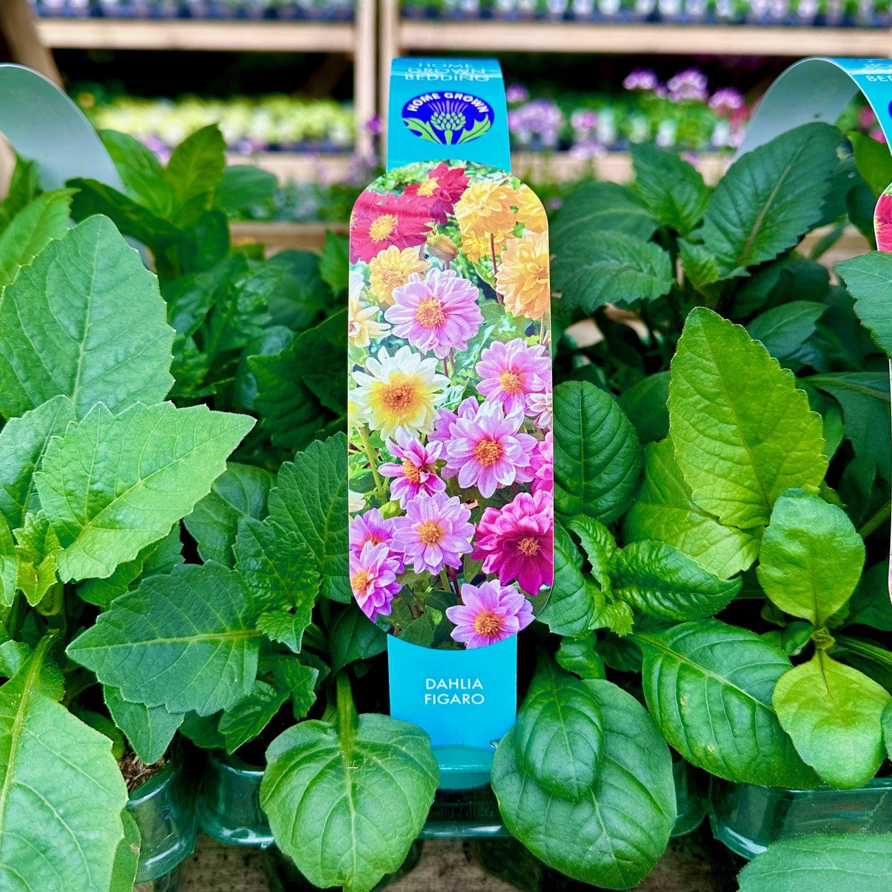 Dahlia Figaro 6 Pack