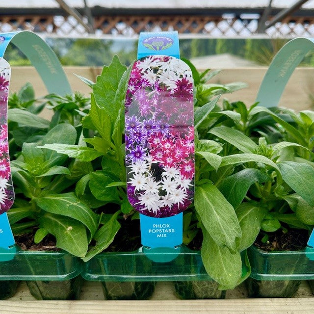 Phlox Popstars Mix 6 Pack
