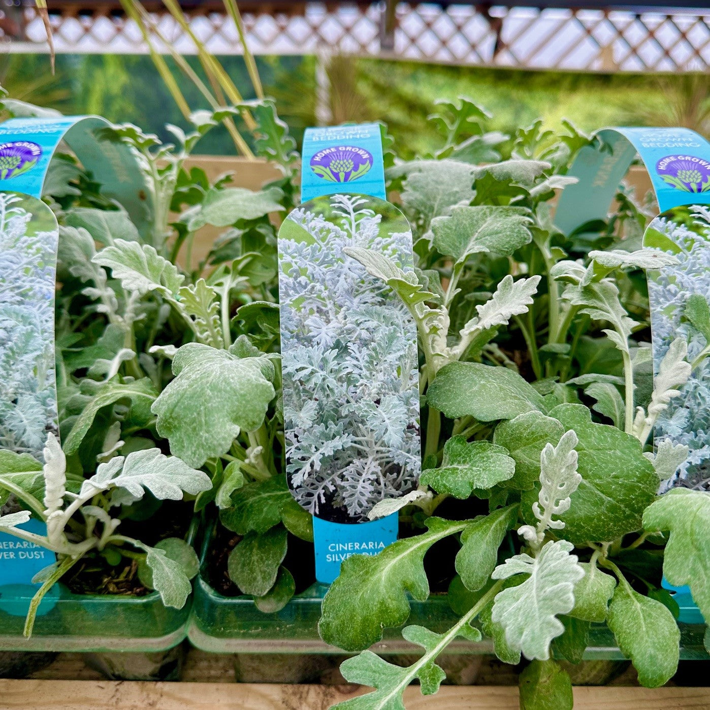 Cineraria Silver Dust 6 Pack