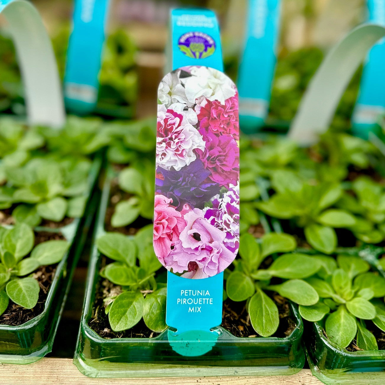 Petunia Pirquette Carry Mix