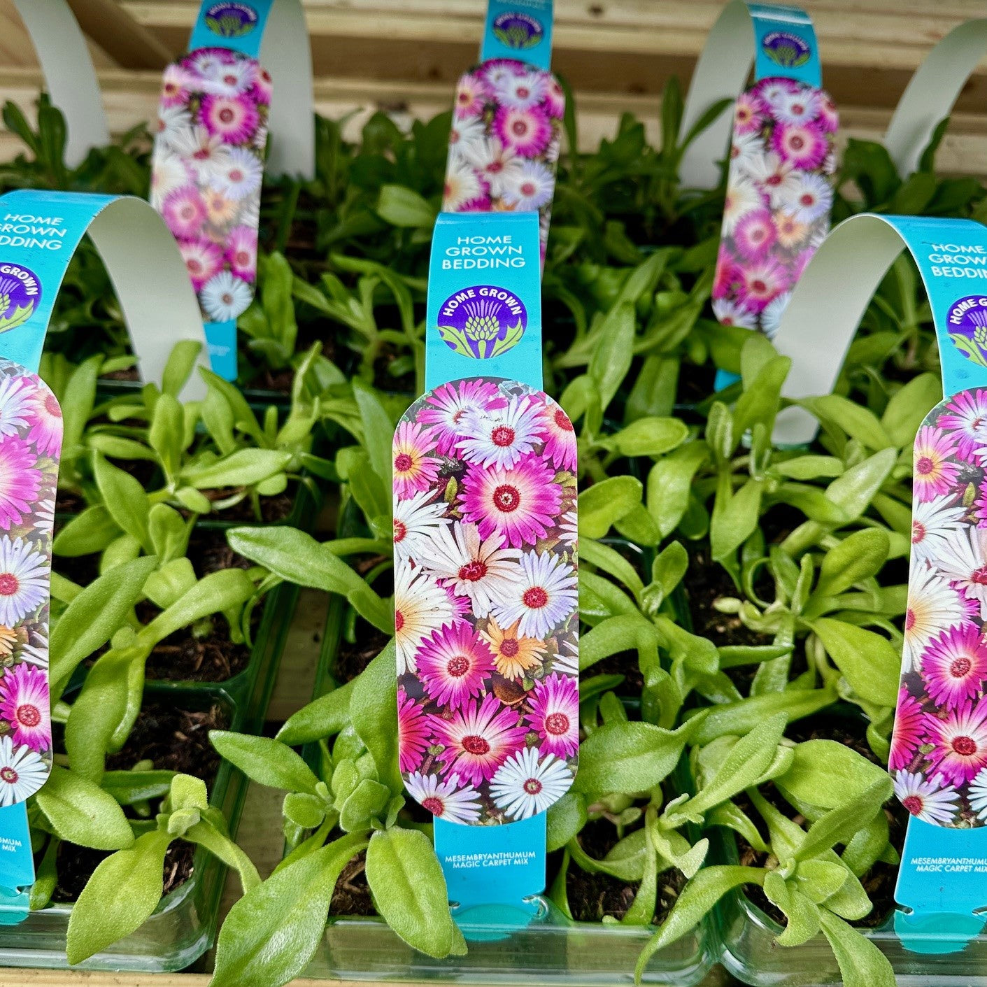 Mesembryanthumum Magic Carpet Mix carry pack
