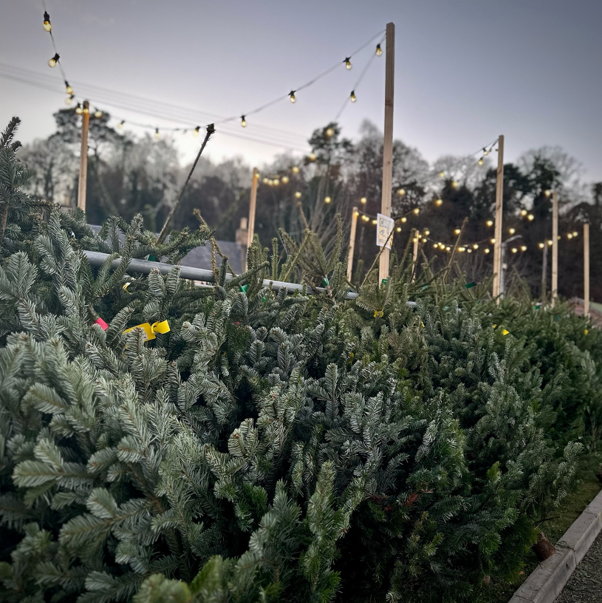 REAL CHRISTMAS TREES
