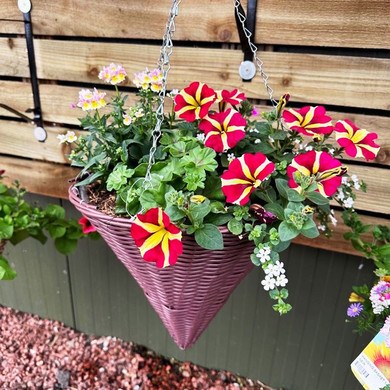 Cone Hanging Basket – Rosebank Garden Centre