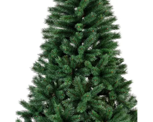 Canada Spruce 8ft
