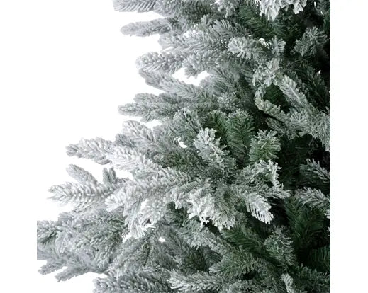 Snowy Grandis Fir 8ft