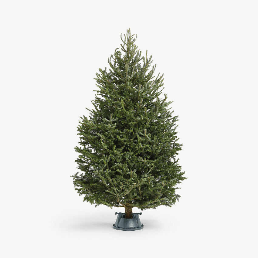 Fraser Fir 6FT