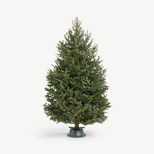 Fraser Fir 7ft