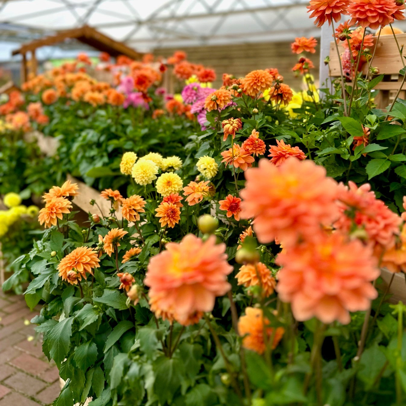 Dahlia 3L