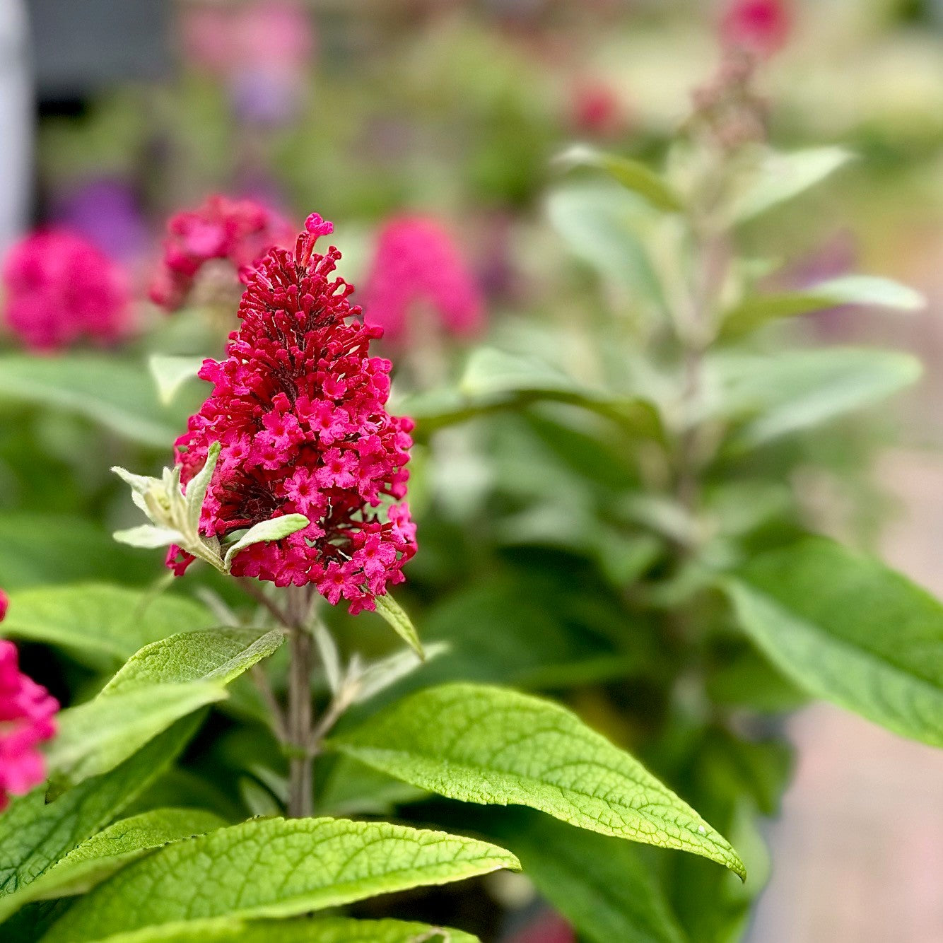 Dwarf Buddleja 2L