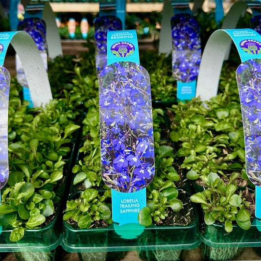 Lobelia Trailing Sapphire Carry Pack
