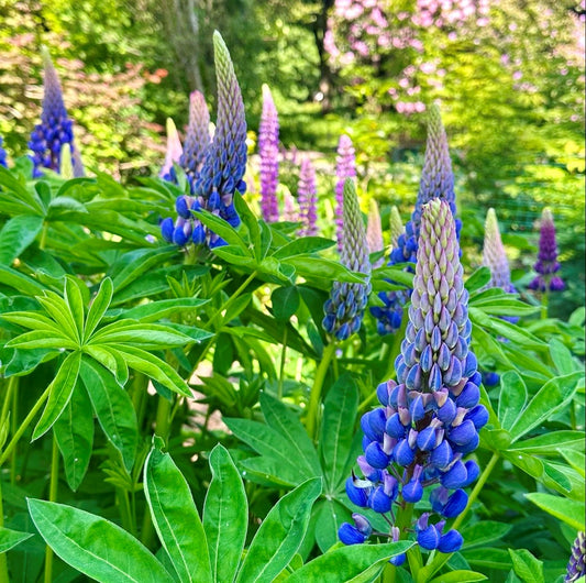 Lupins 2L