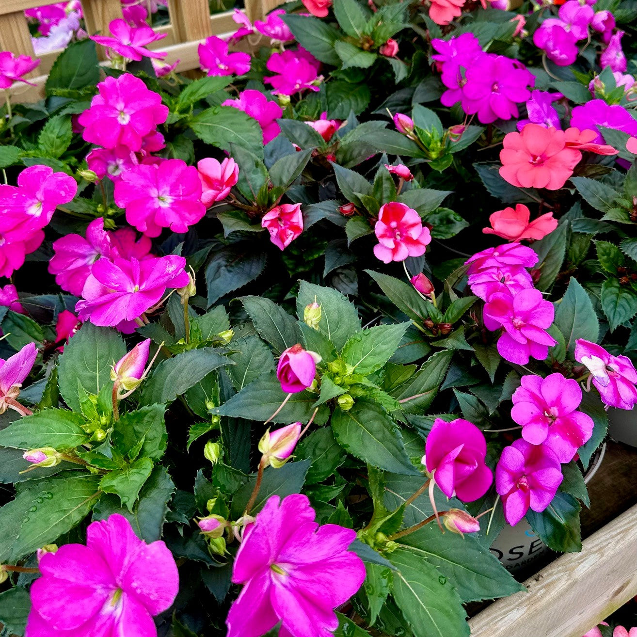 Impatiens New Guinea in varieties