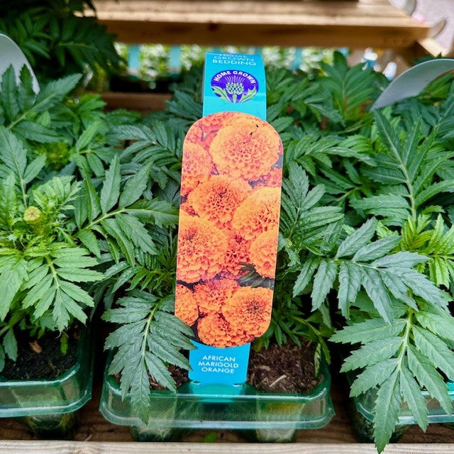 African Marigolds 6 Pack Orange