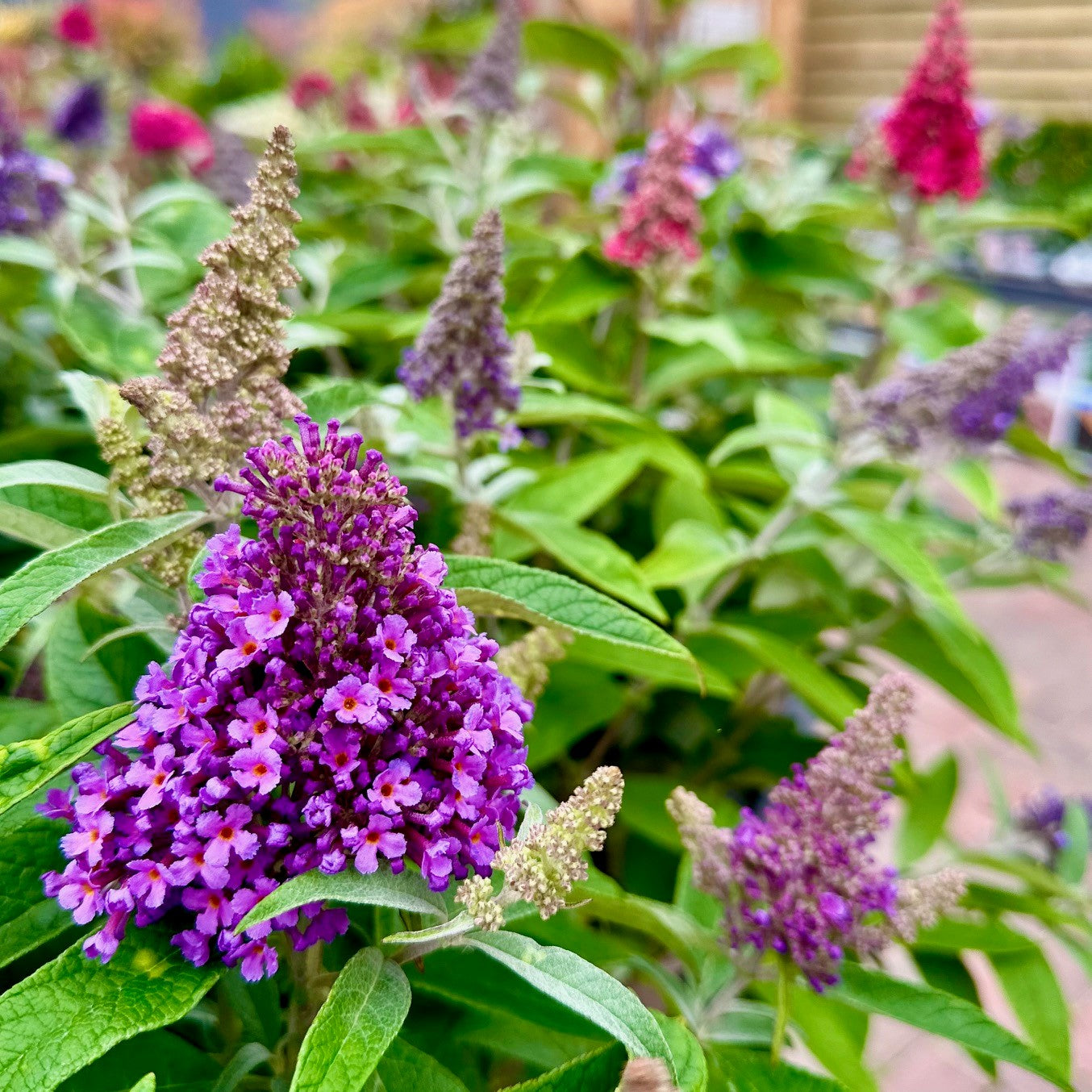 Dwarf Buddleja 2L